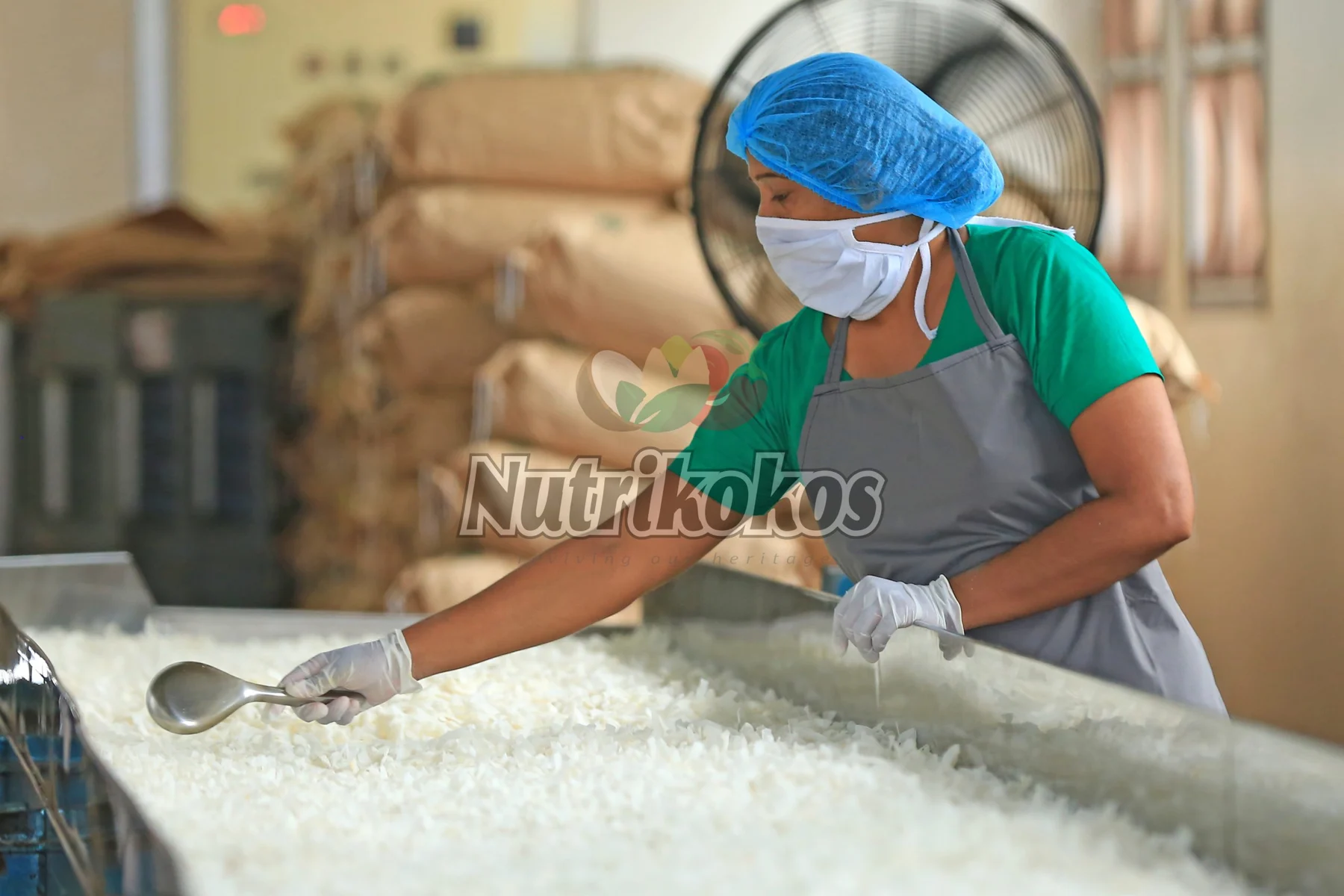 A Nutrikokos team member inspecting processed coconut